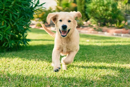 dog running around outside