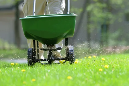 fertilizing a lawn