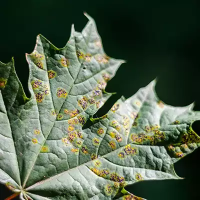 leaf-spot