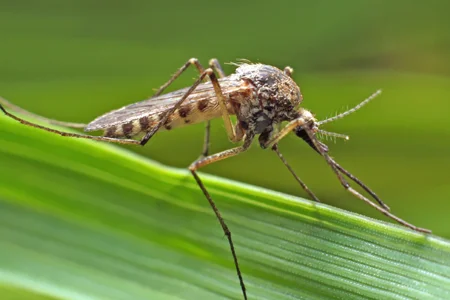 close up photo of a mosquito