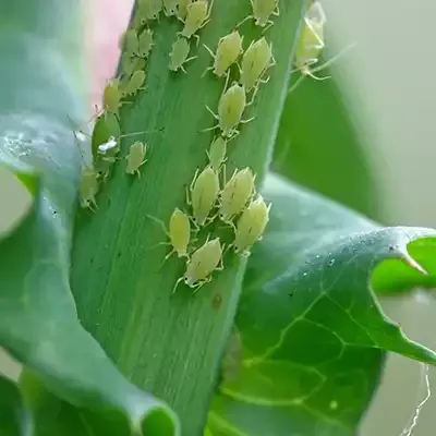 aphid