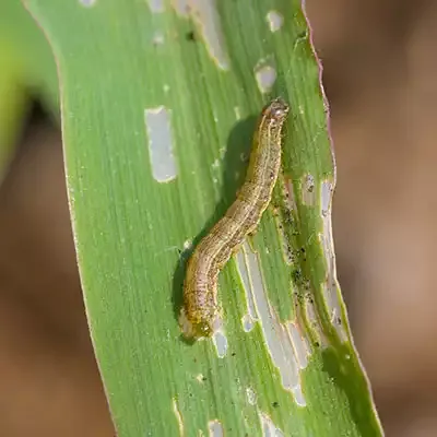 armyworm