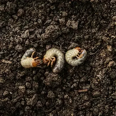 grub-in-soil