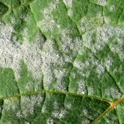 powdery-mildew