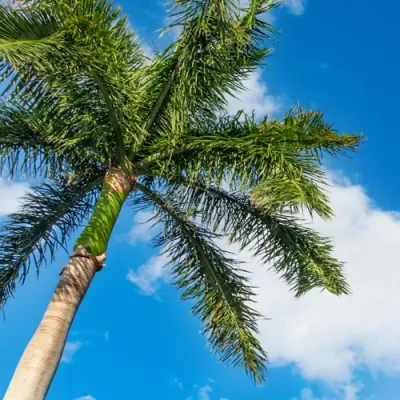 Palm tree against blue sky, Palm Tree Fertilization