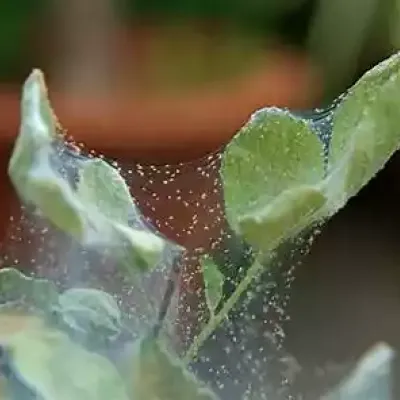 spider-mite