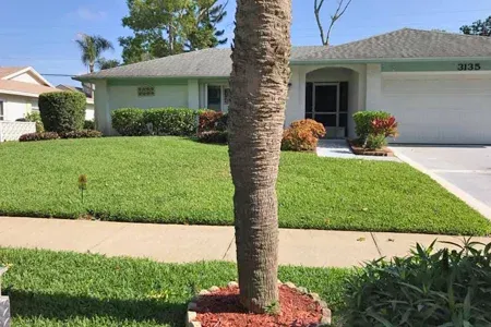 Palm Tree in front lawn