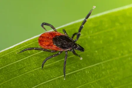 tick on grass