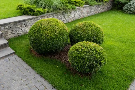 healthy trees and shrubs