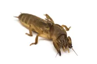 mole cricket