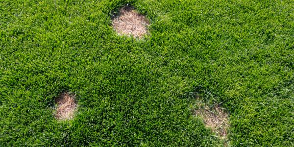 lawn disease (dollar spot)